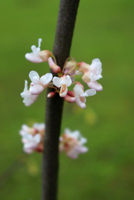 Cercis canadensis 'Pauline Lily' - zmarilka kanadská - květy